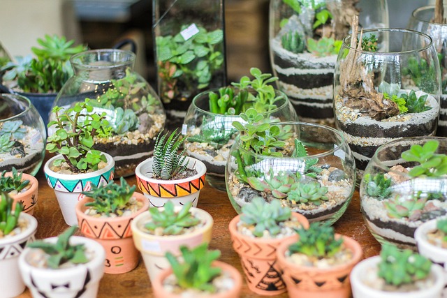 Statystyki Zielonej Oazy